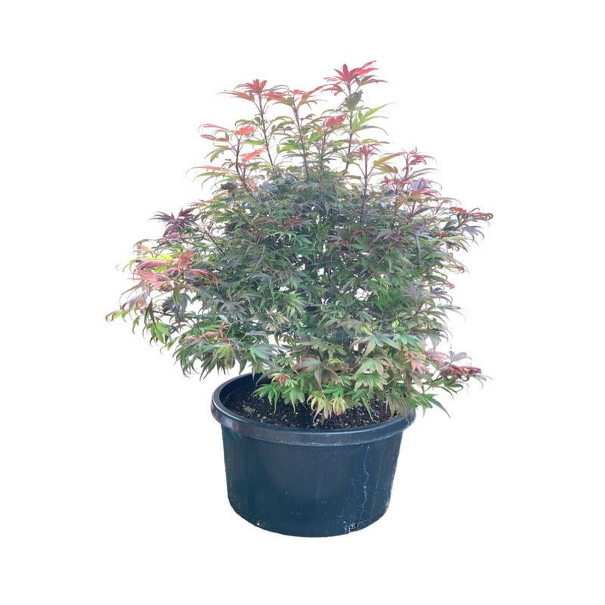Acer palmatum 8216Shaina8217 10 Gallon
