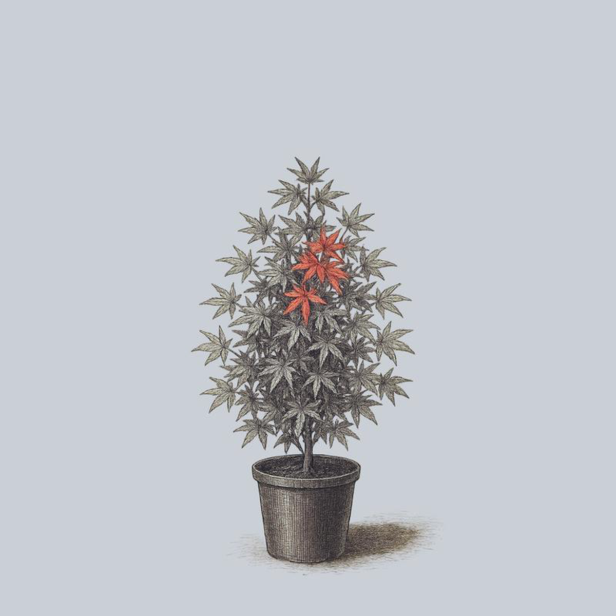 Beni Hime Japanese Maple 3 Gallon