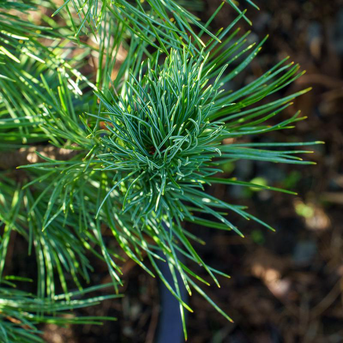 Big Blue Swiss Stone Pine 7 Gallon