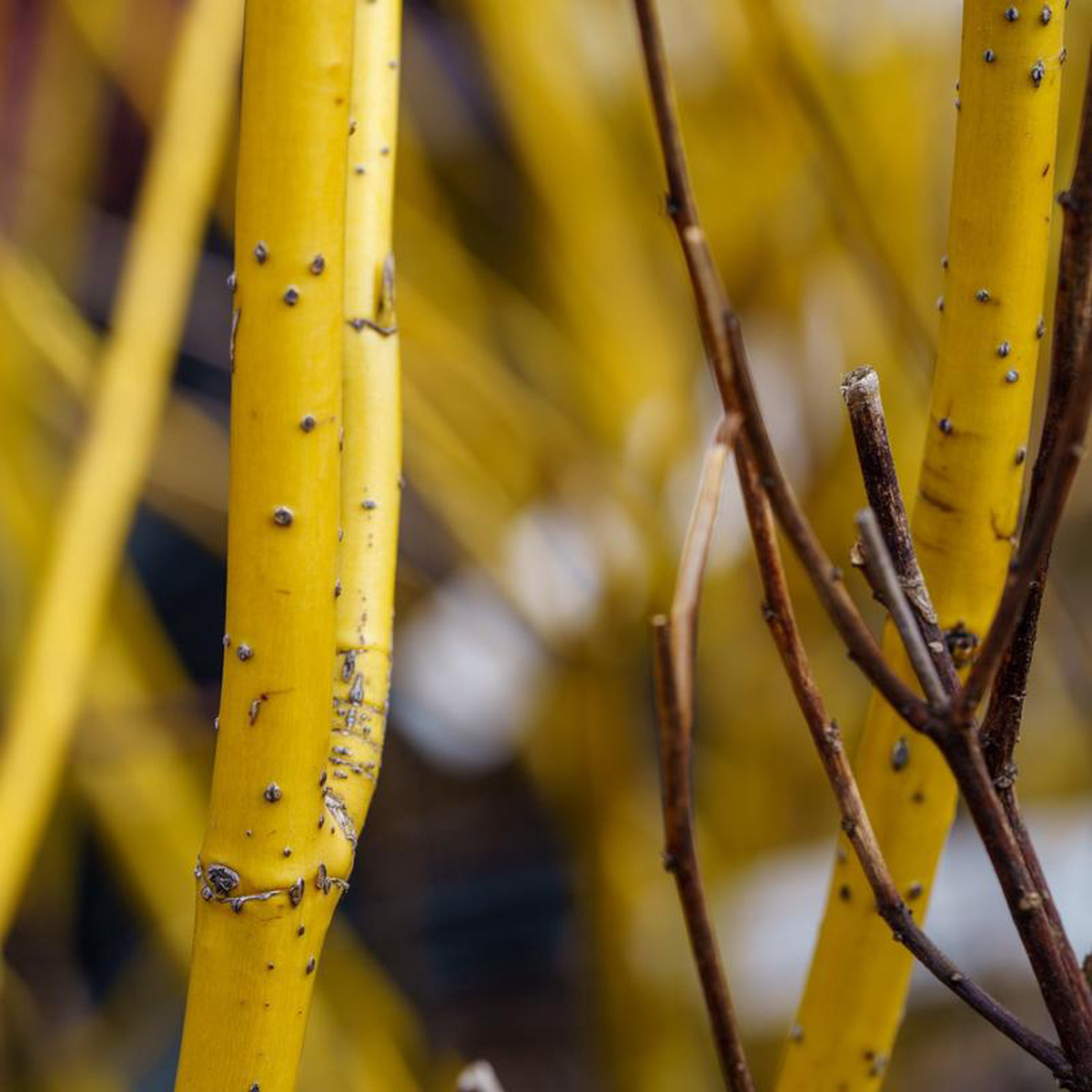 Buds Yellow Dogwood 5 Gallon