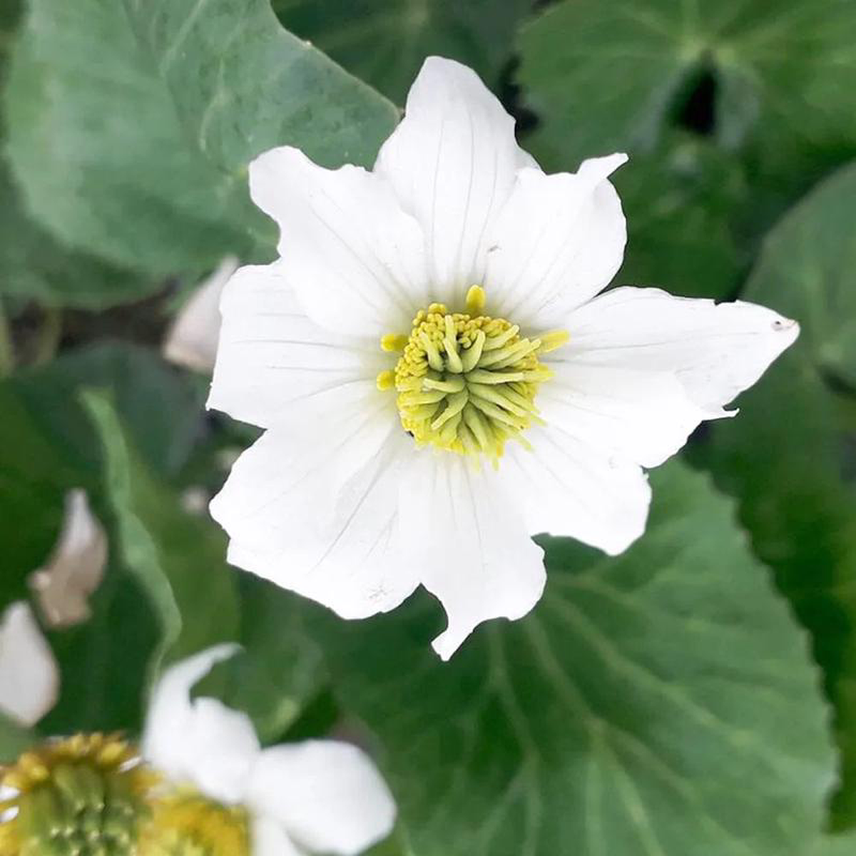 Caltha Leptosepala Aquatic Pond Plant 8211 Marsh Marigold 3ltr Pot Size