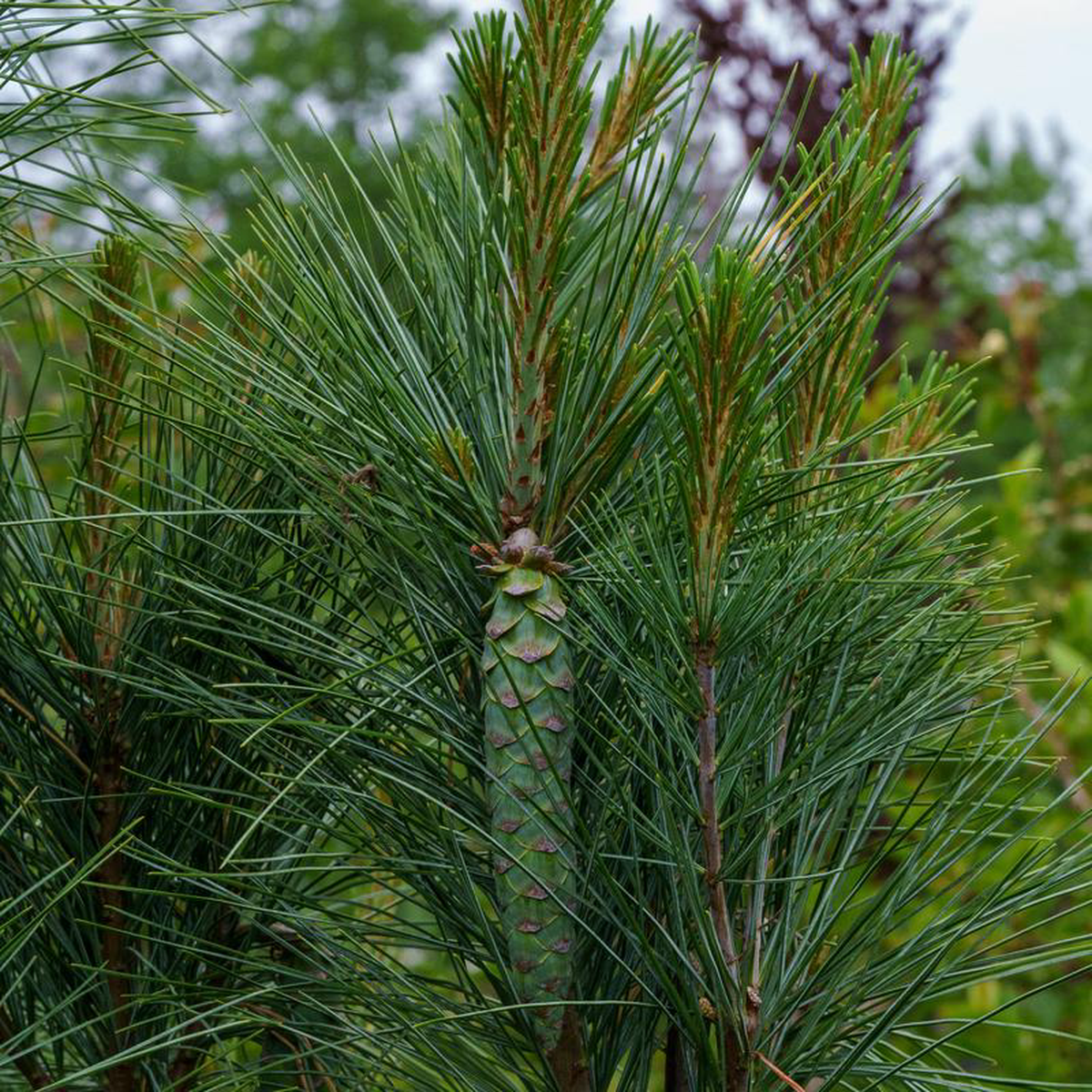 Fastigiata Eastern White Pine 6 foot B038B