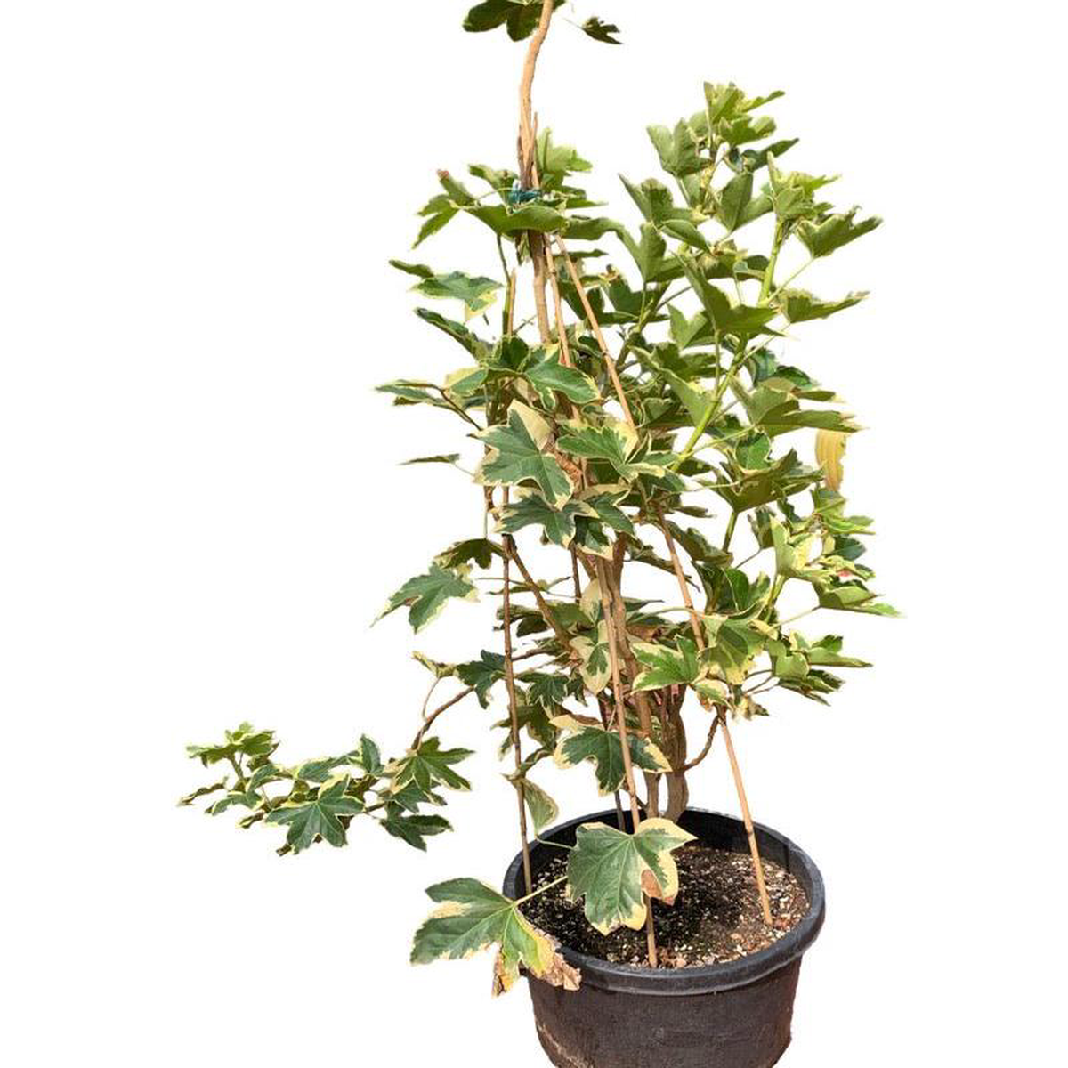 Fatshedera lizei 8216Angyo Star8217 10 Gallon