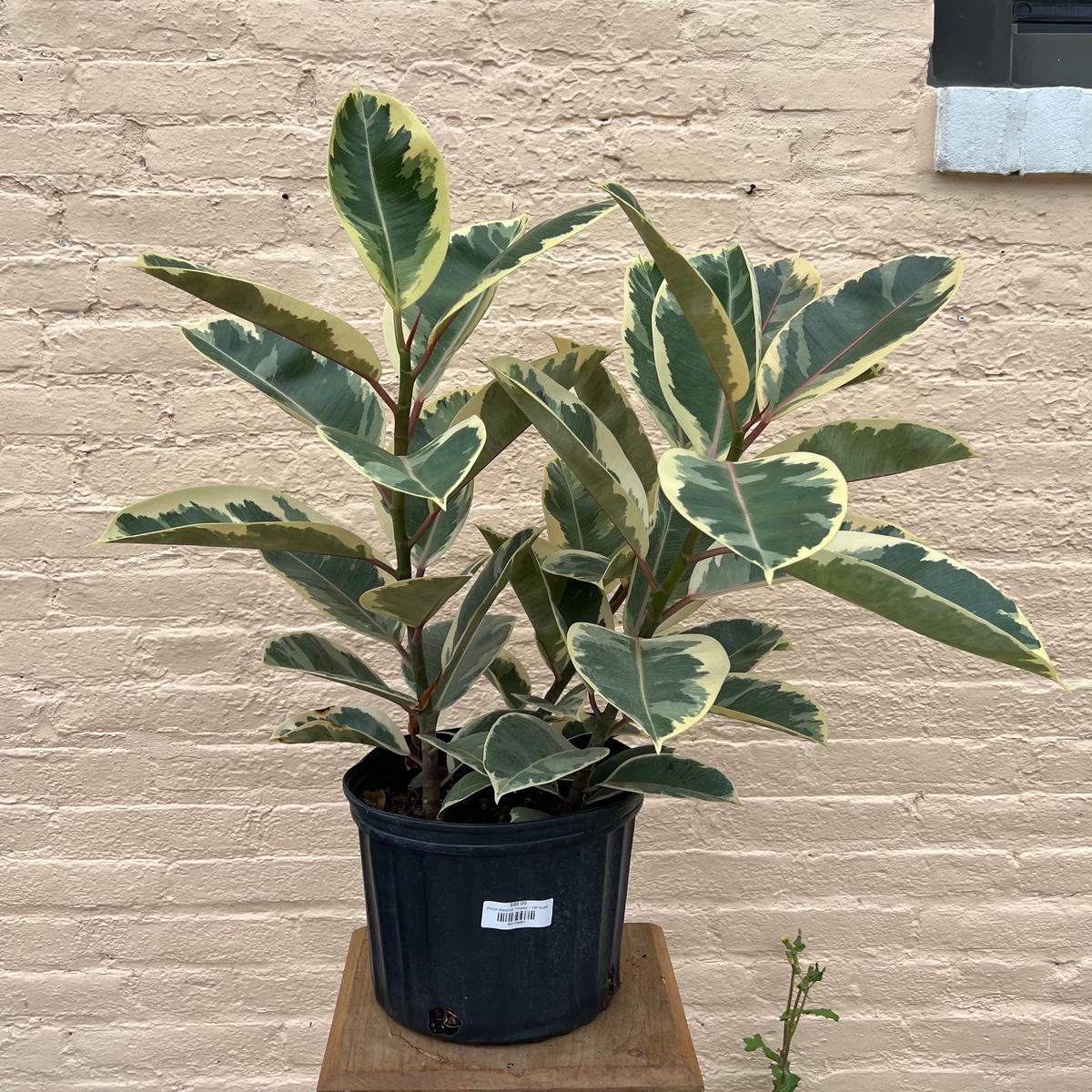 Ficus elastica 8217Tineke8217 8211 48221