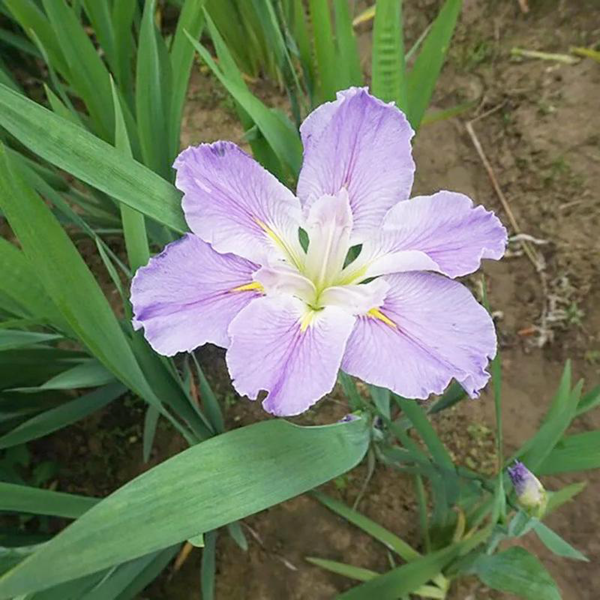 Iris Louisiana Dancing Vogue Aquatic Pond Plant 8211 Louisiana Iris 1ltr (3 Pack)