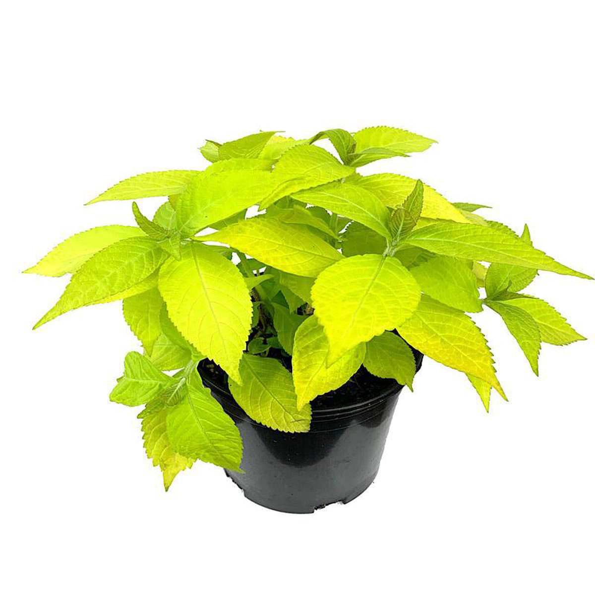 Leucosceptrum 8216Golden Angel8217 1 Gallon