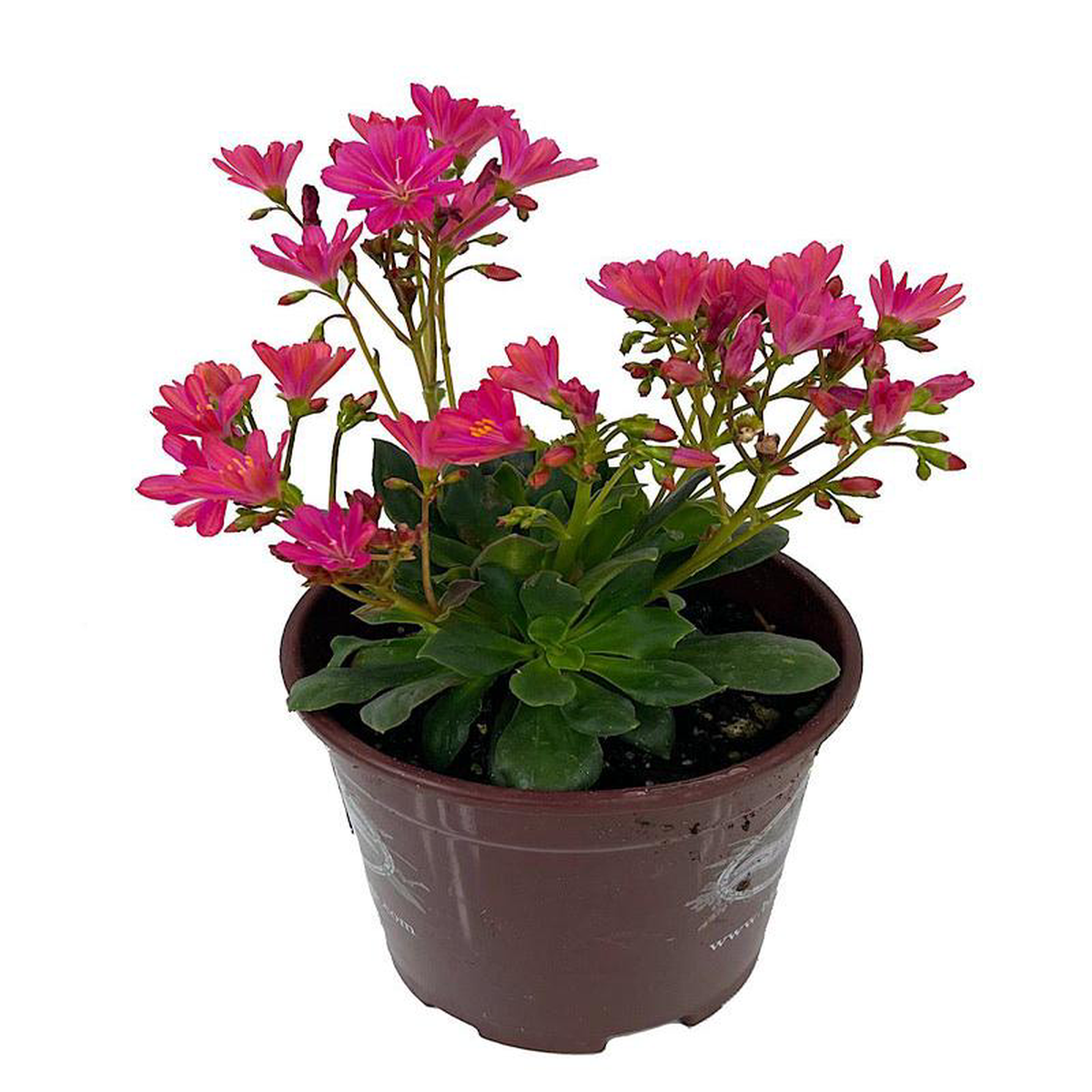 Lewisia 8216Constant Fuchsia8217 1 Gallon