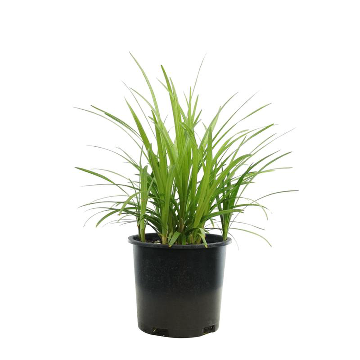 Liriope muscari 8216Big Blue8217 2 Gallon