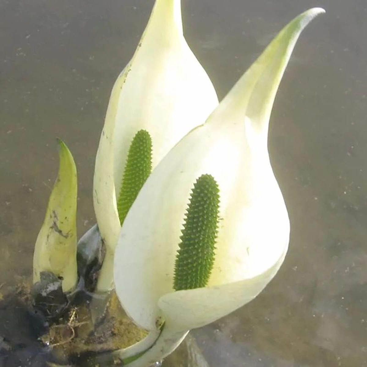 Lysichiton Camtschatcensis Aquatic Pond Plant 8211 White Skunk Cabbage 1ltr Pot Size