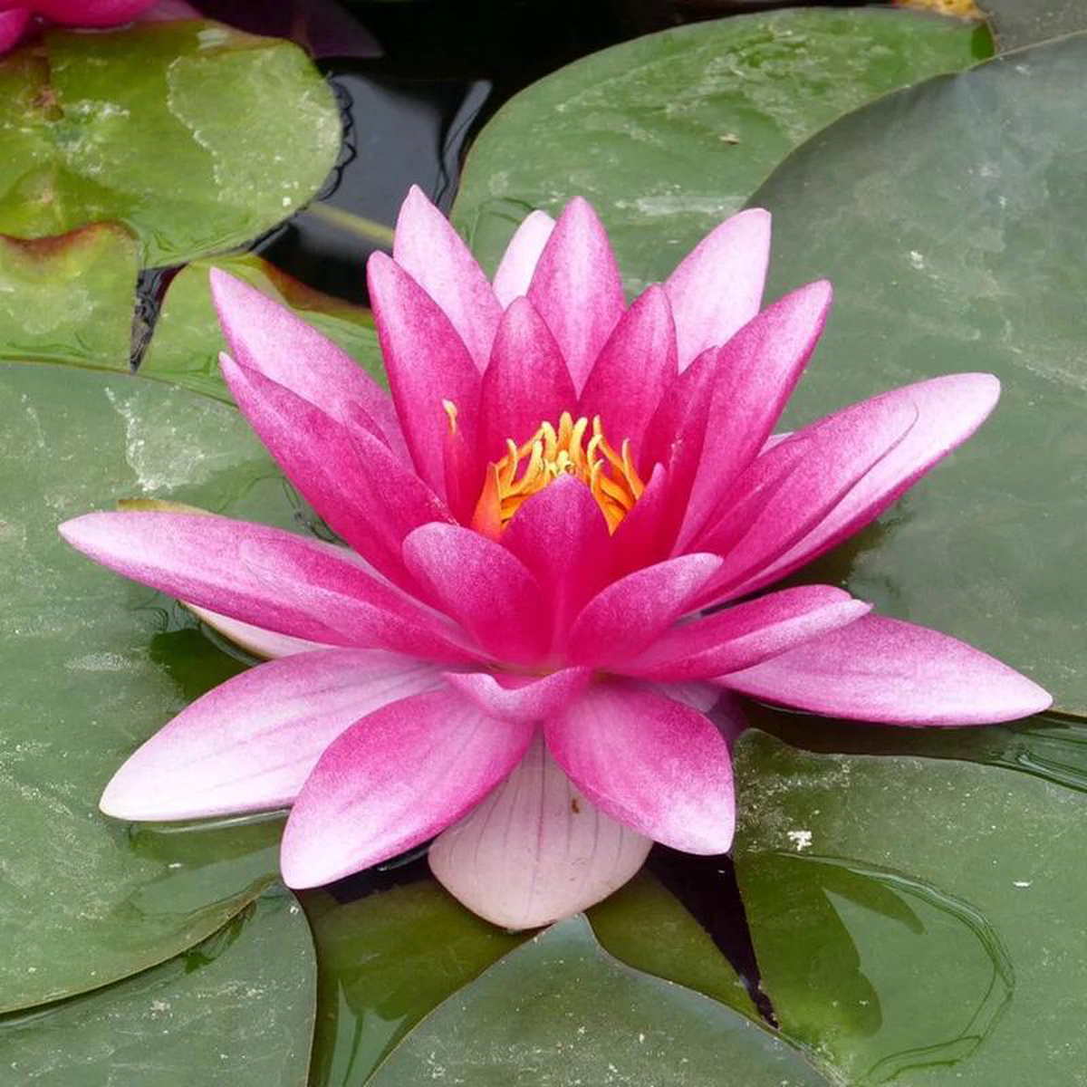Nymphaea Charles De Meurville Aquatic Pond Plant 8211 Water Lily 2lt Pot Size