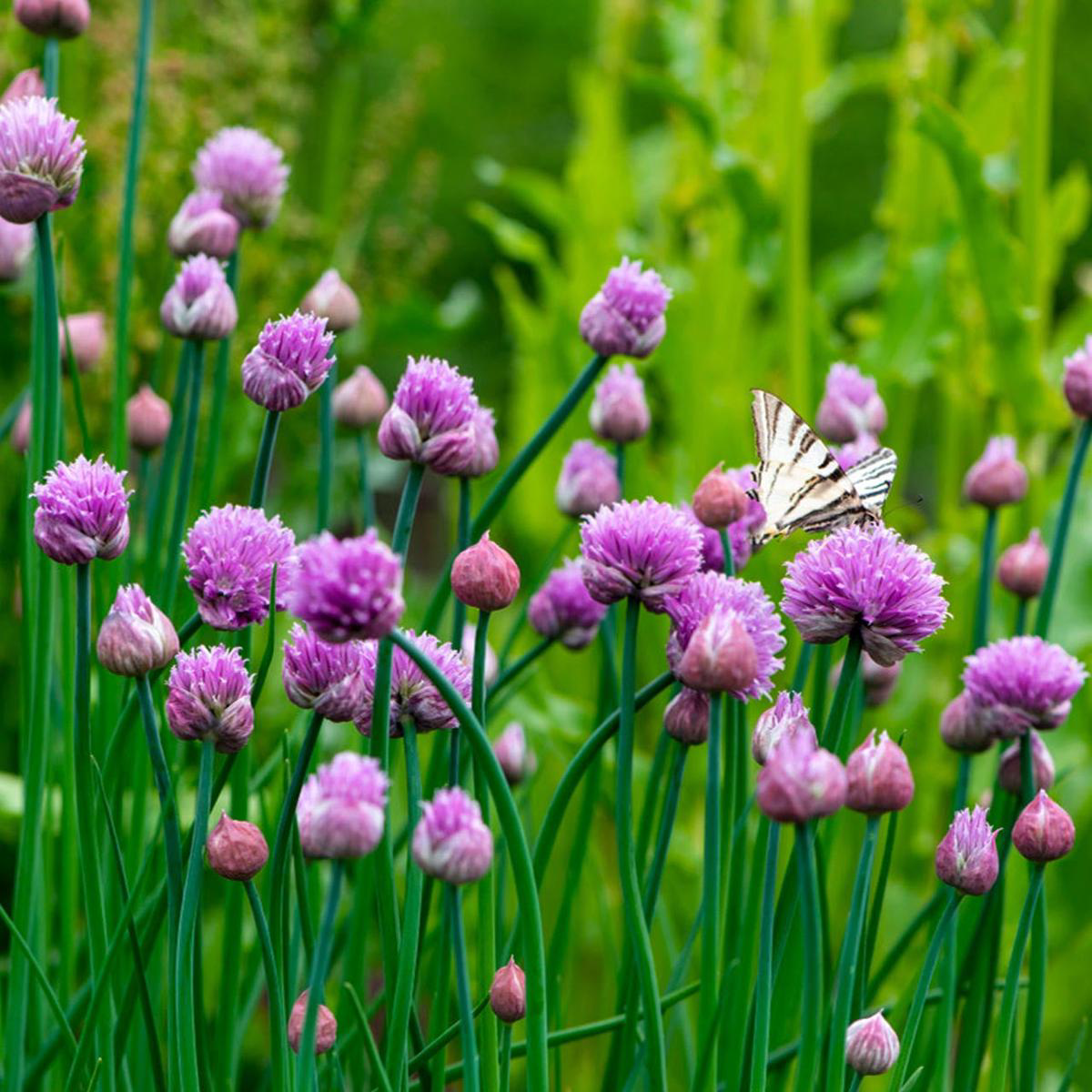 Organic Chives (Allium schoenoprasum)