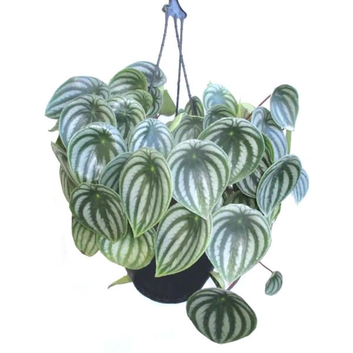 Peperomia Argyreia In Basket 20cm