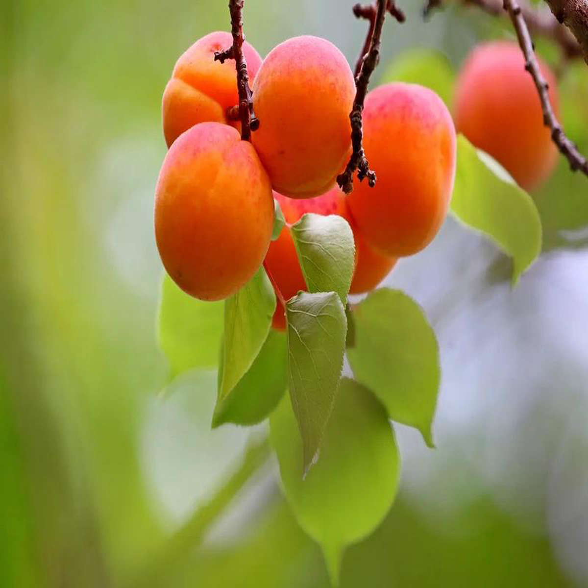 Plant Abricotiers Carmingo Prialina greff Mirab29-C Racine nues 100-120 cm non-trait