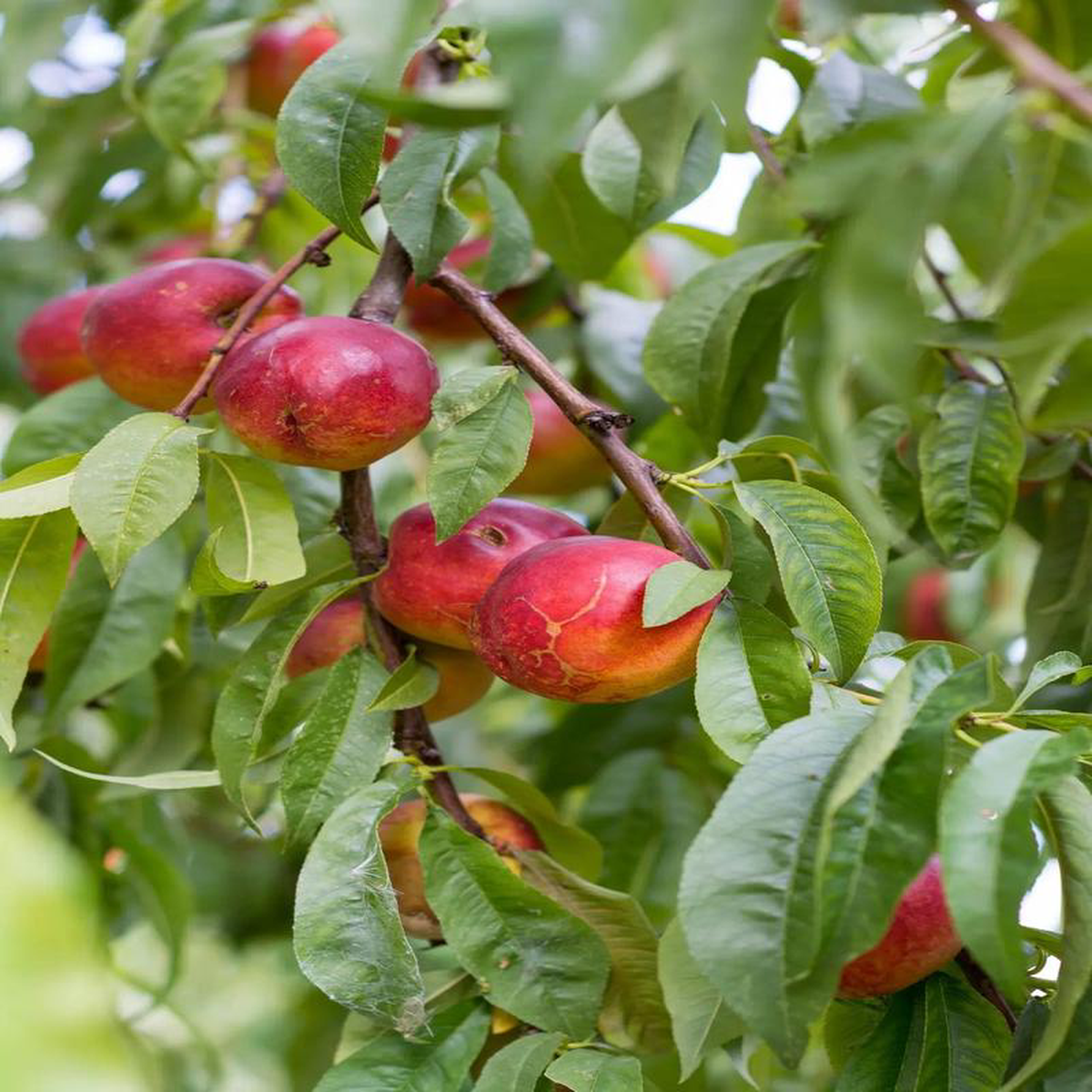 Plant Nectarinier fruit plat chair blanche EP02-33-cov greff PR-RMirared racine-nue 100-120 cm non-trait