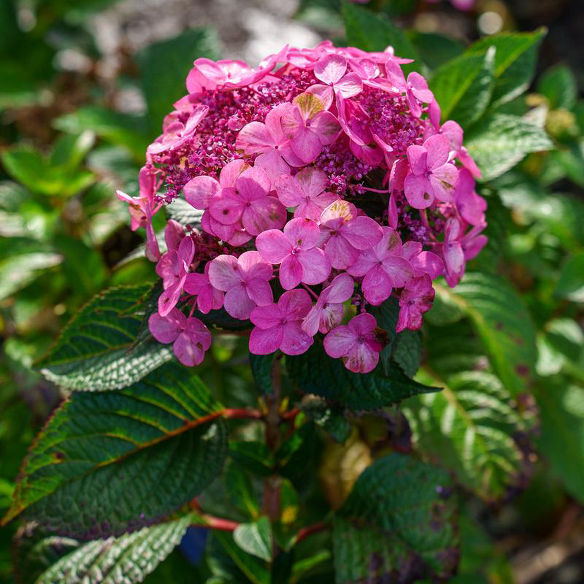 Pop Star Reblooming Bigleaf Hydrangea 5 Gallon