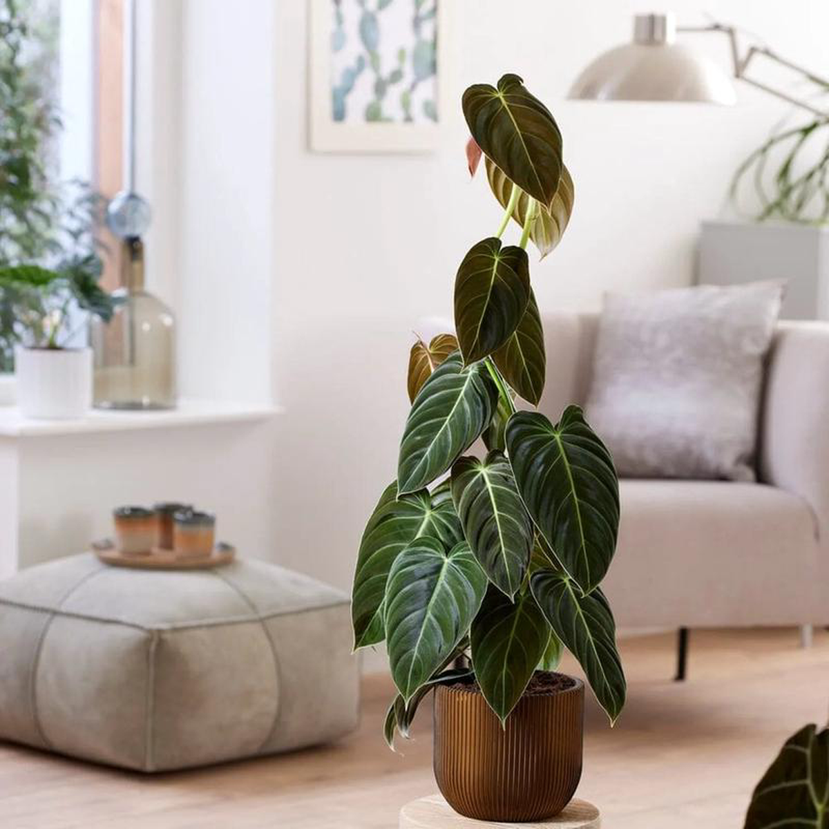 Rare Houseplant Subscription Without Decorative Pot