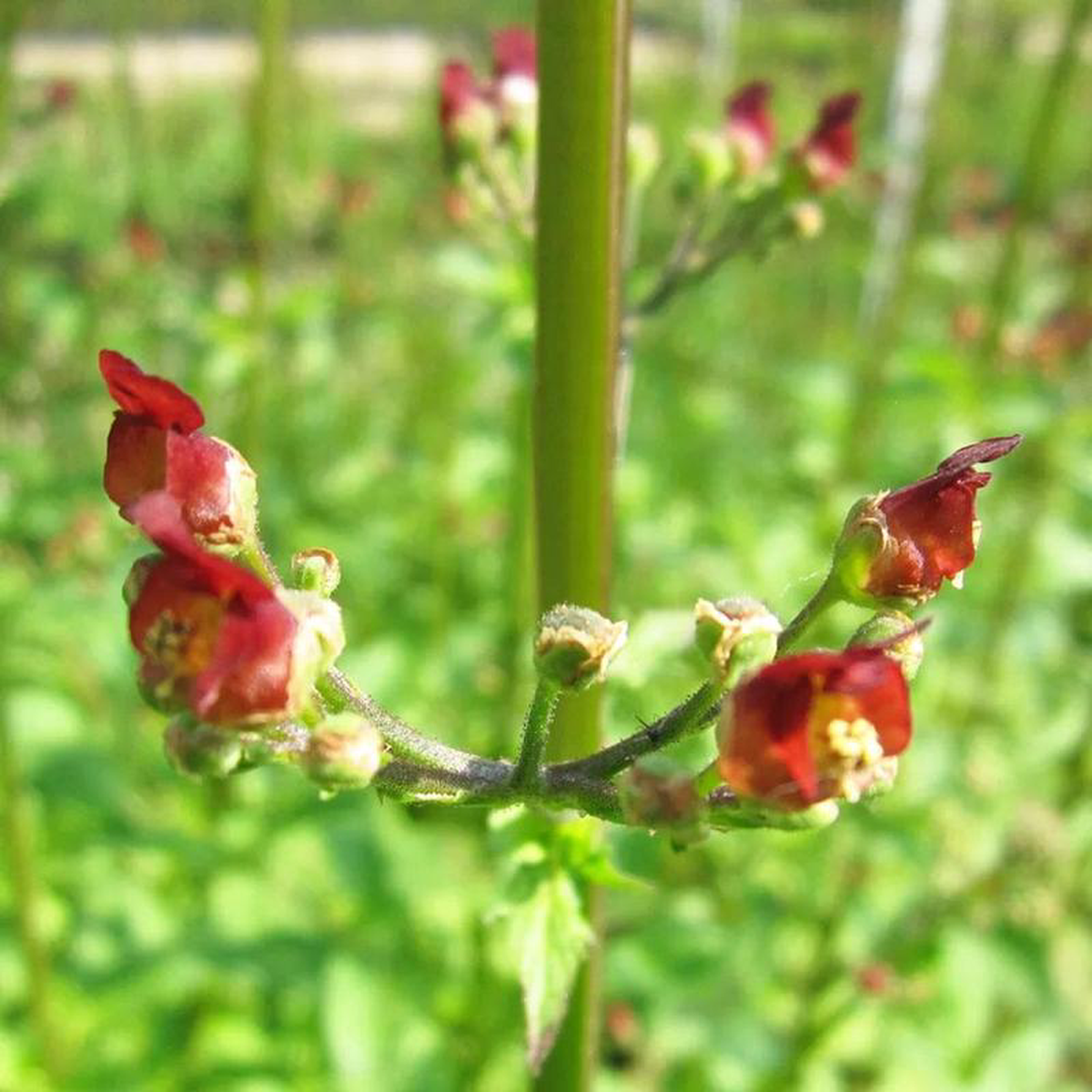 Scrophularia Auriculata Aquatic Pond Plant 8211 Water Figwort 3ltr Pot Size