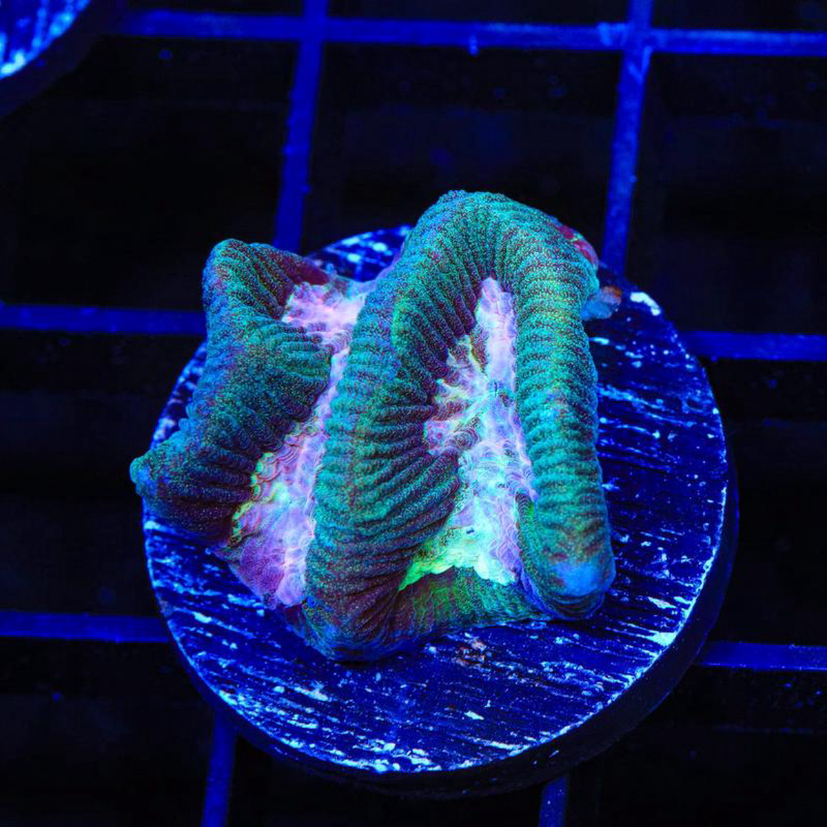 Strawberry Kiwi Platygyra Coral