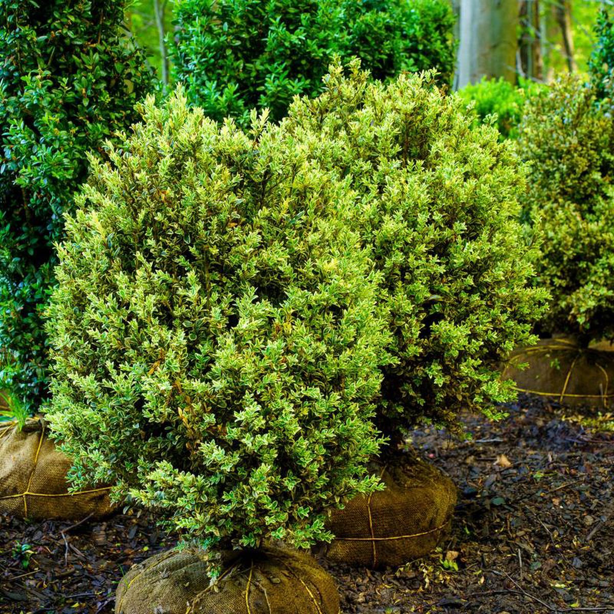 Variegated English Boxwood 42 inch B038B
