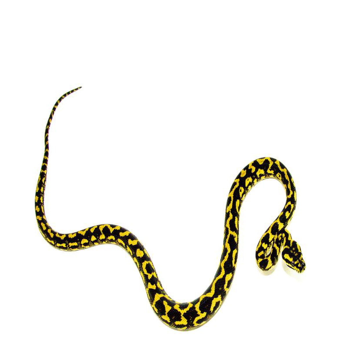 Jungle Carpet Python Yearling Female 2 (Morelia spilota cheynei) 8211 JCPYF2