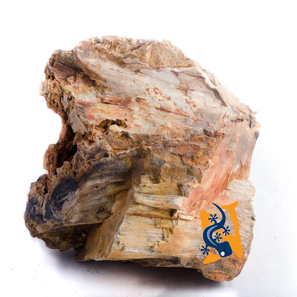 Petrified Wood Rock