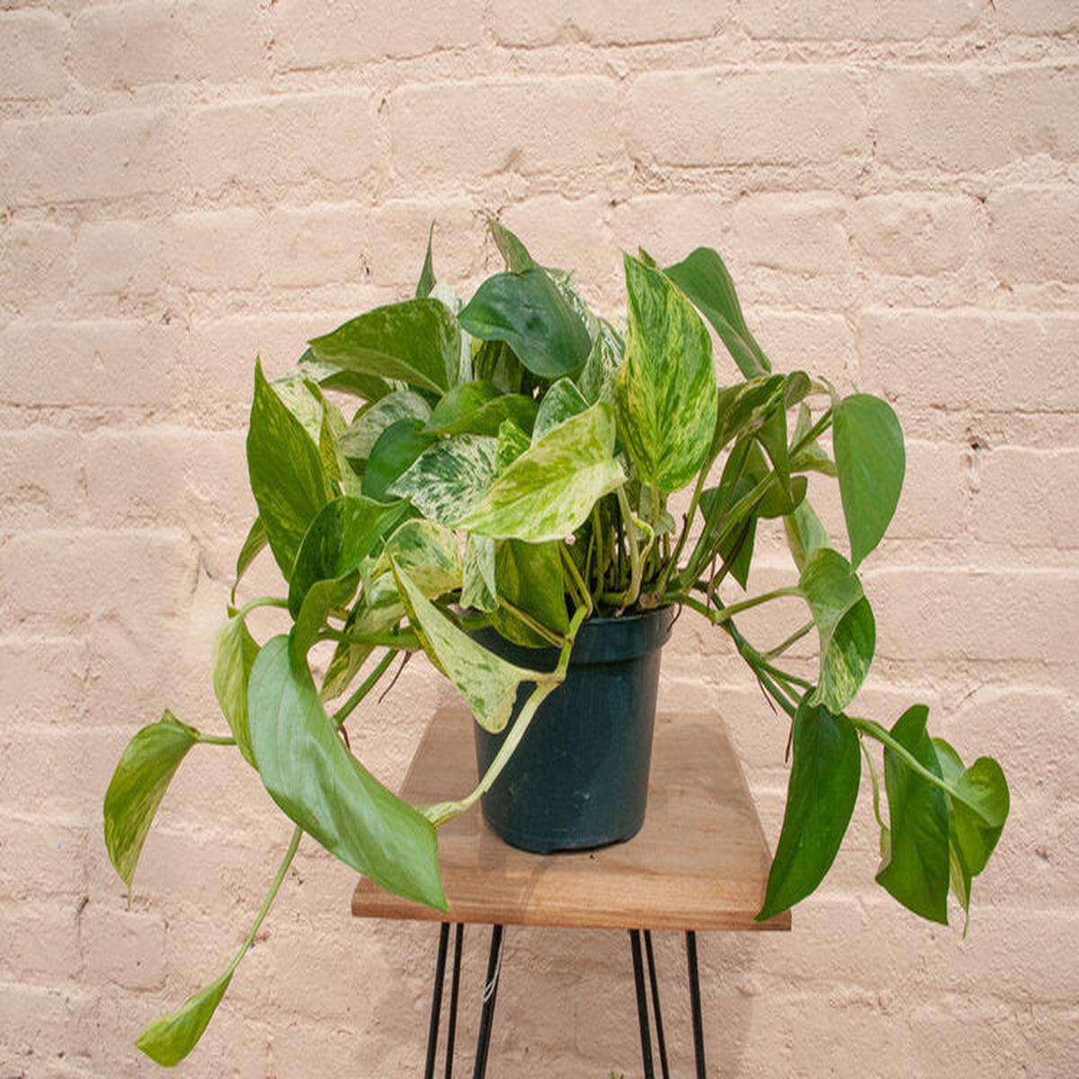 Epipremnum aureum 8217Marble Queen Pothos8217 8211 68221