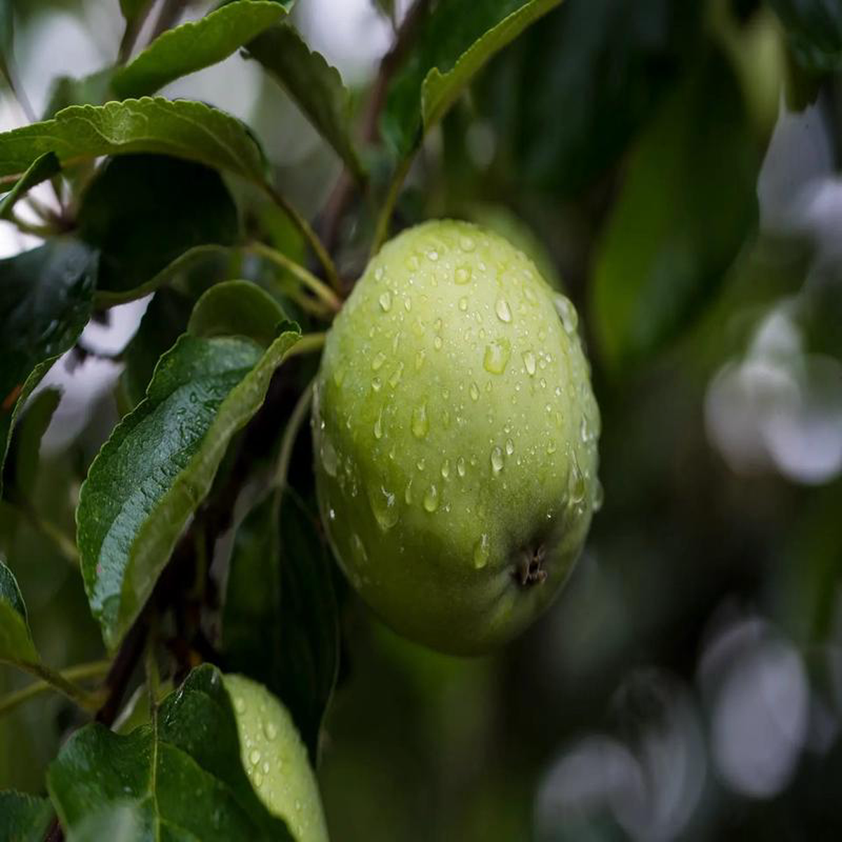 Plant Pommier Cidre Mettais Demi-Tige diamtre 8-10 cm racine-nue conventionnel