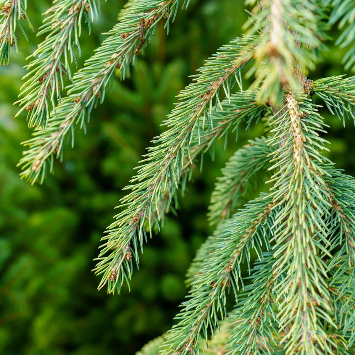 Weeping White Spruce 10 foot B038B
