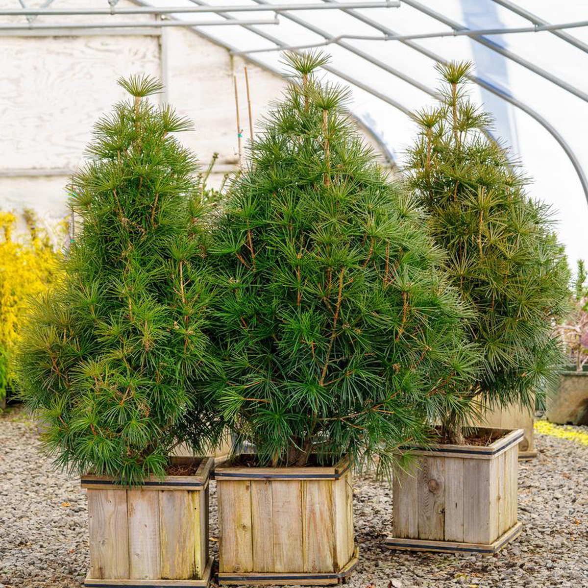 Wintergreen Japanese Umbrella Pine 3 foot B038B