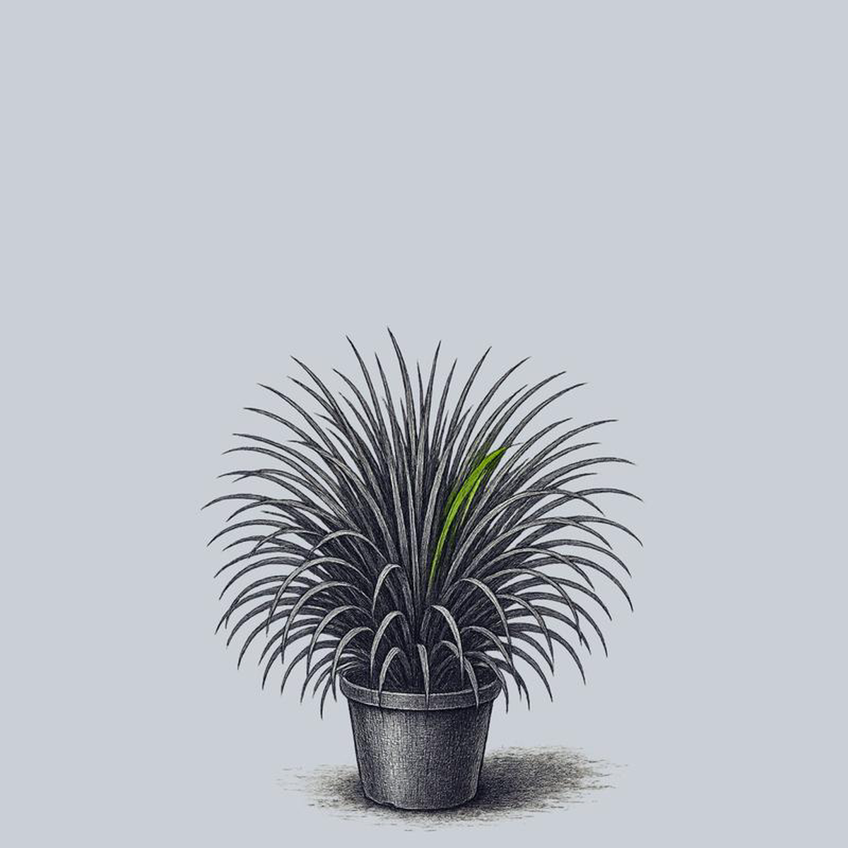 Dwarf Japanese Mondo Grass 4 Inch Pot