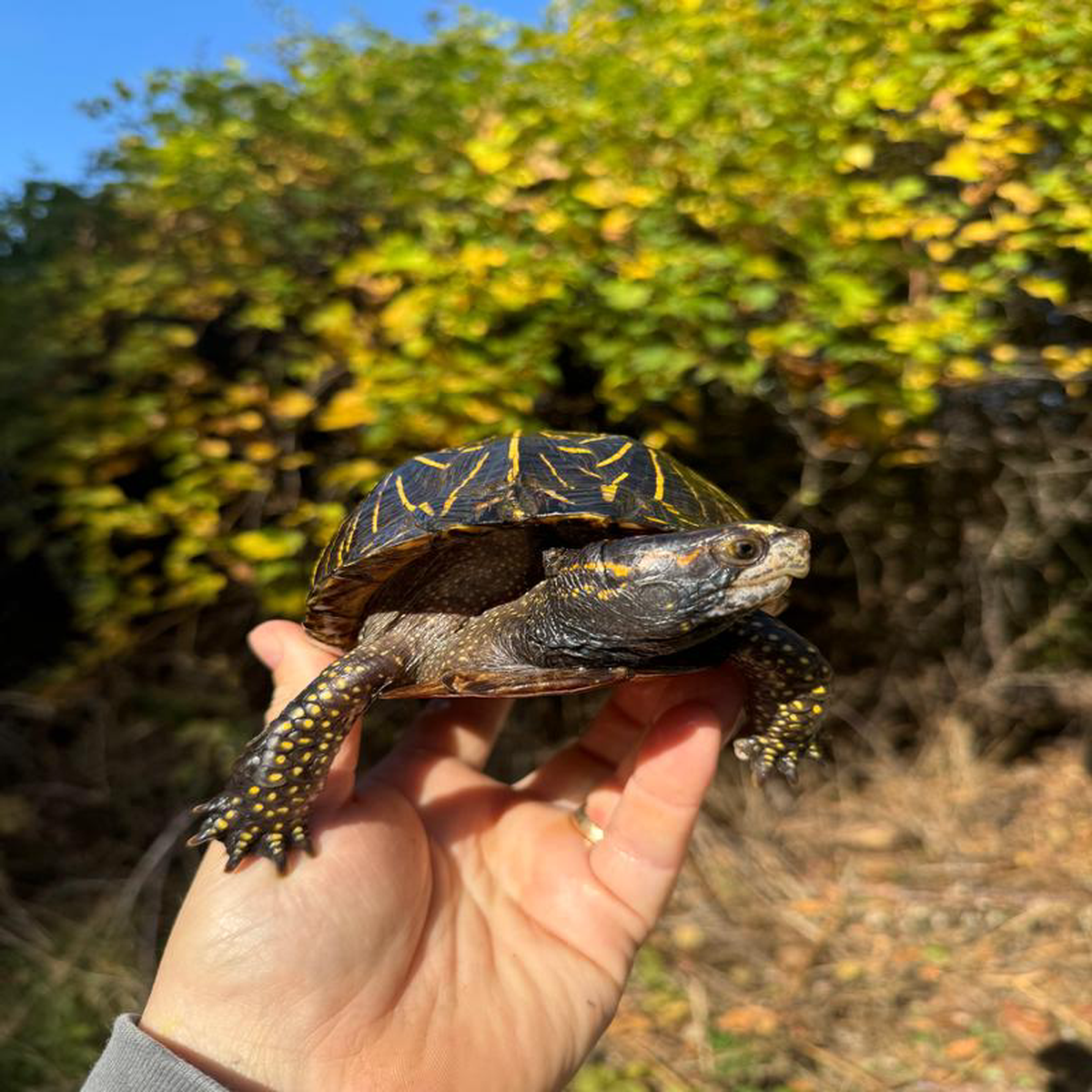 Florida Box Turtle Adult Male 3 (Terrapene baurii)