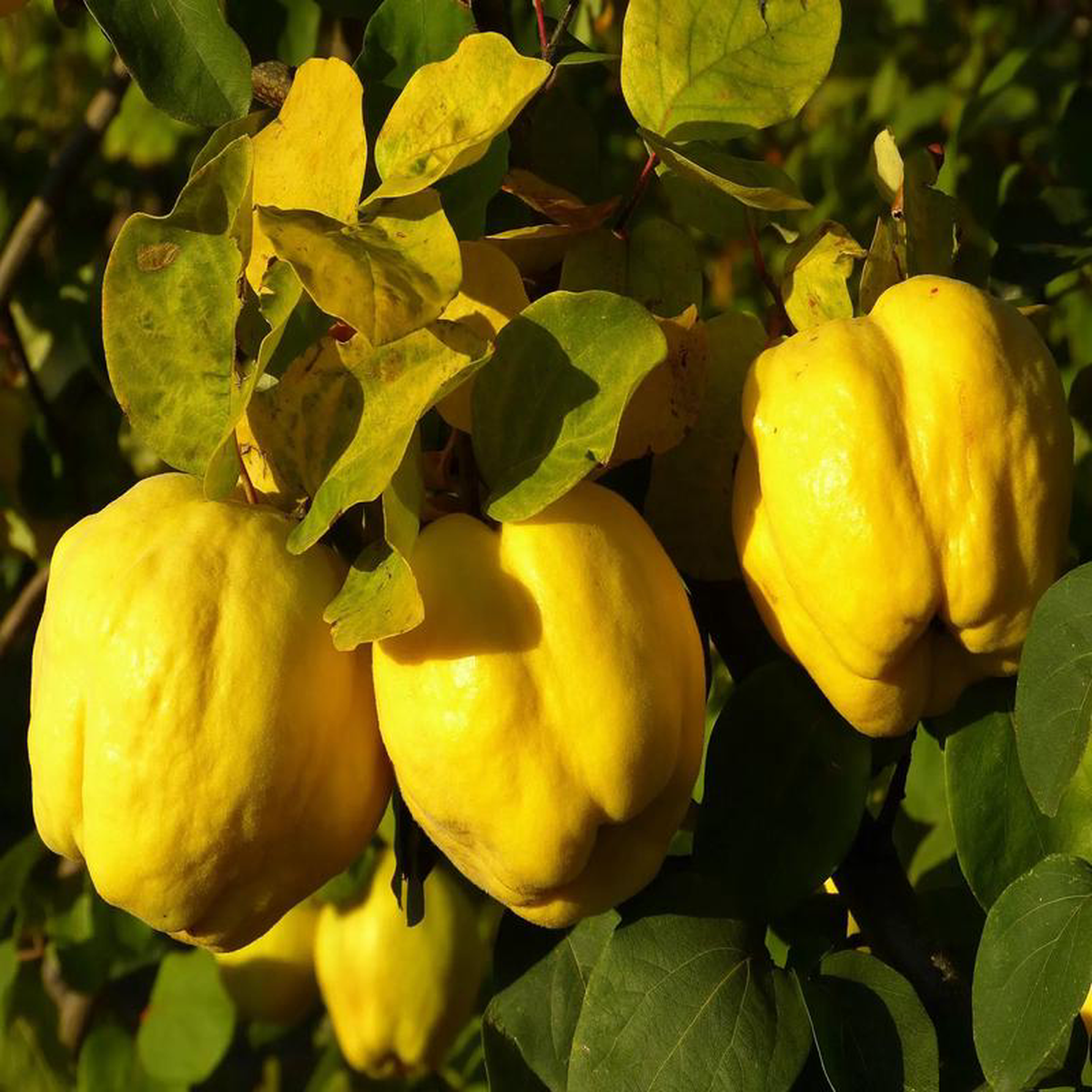 Plant Cognassier Champion Scion racine-nue Bio