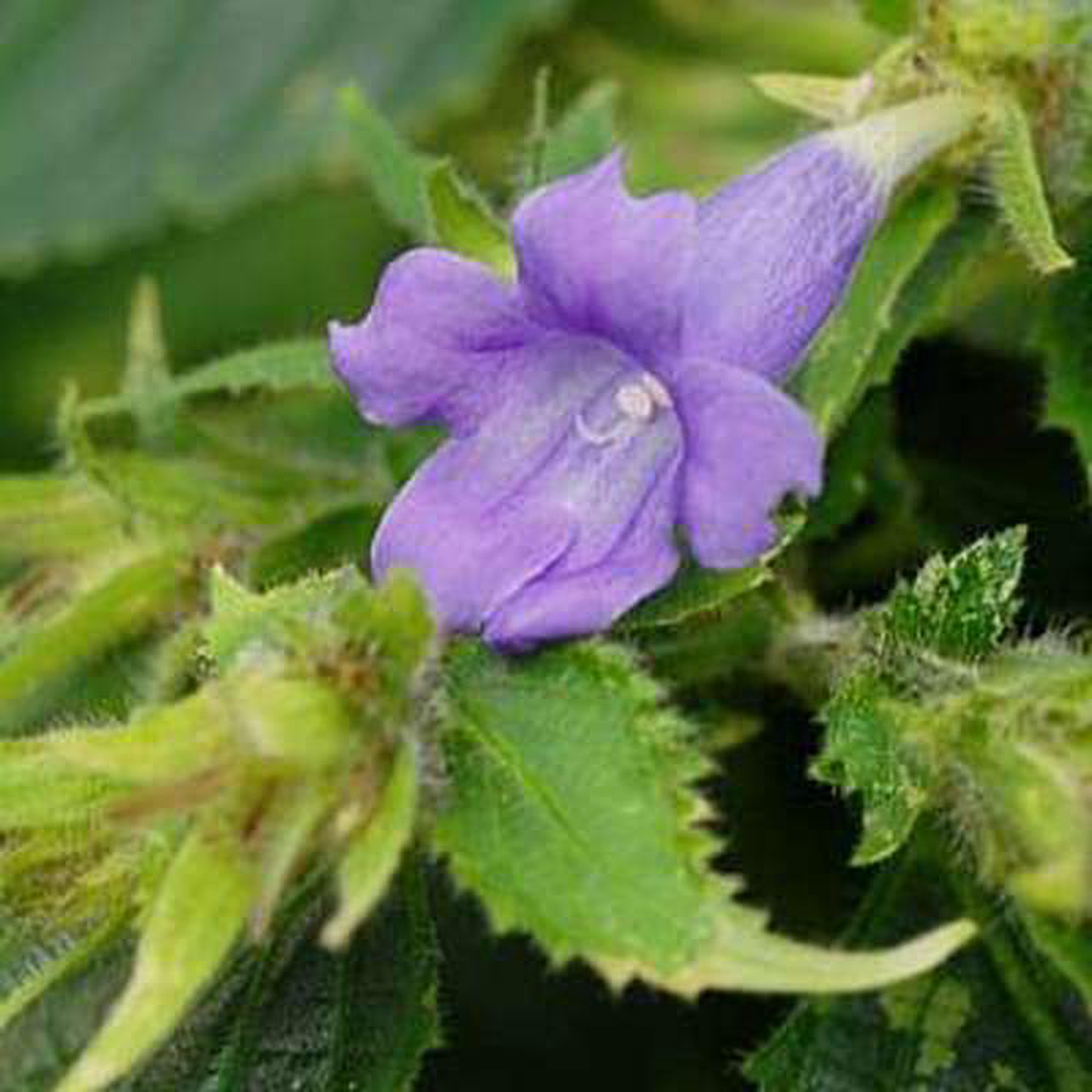 Strobilanthes glomeratus 8211 Plant