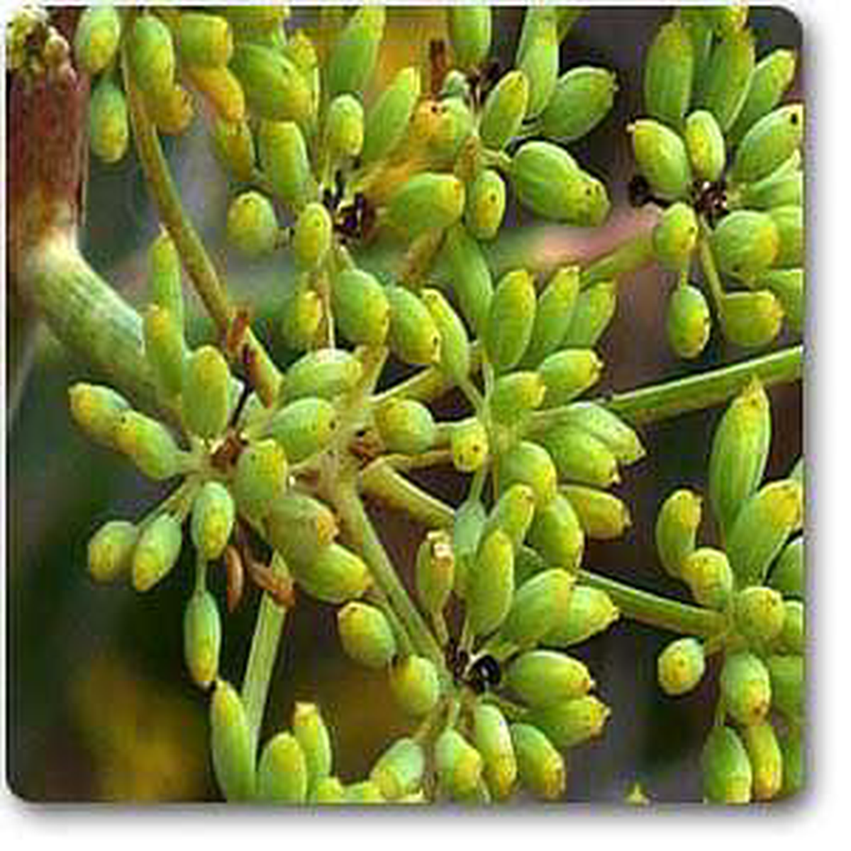 Foeniculum vulgare 8211 Plant