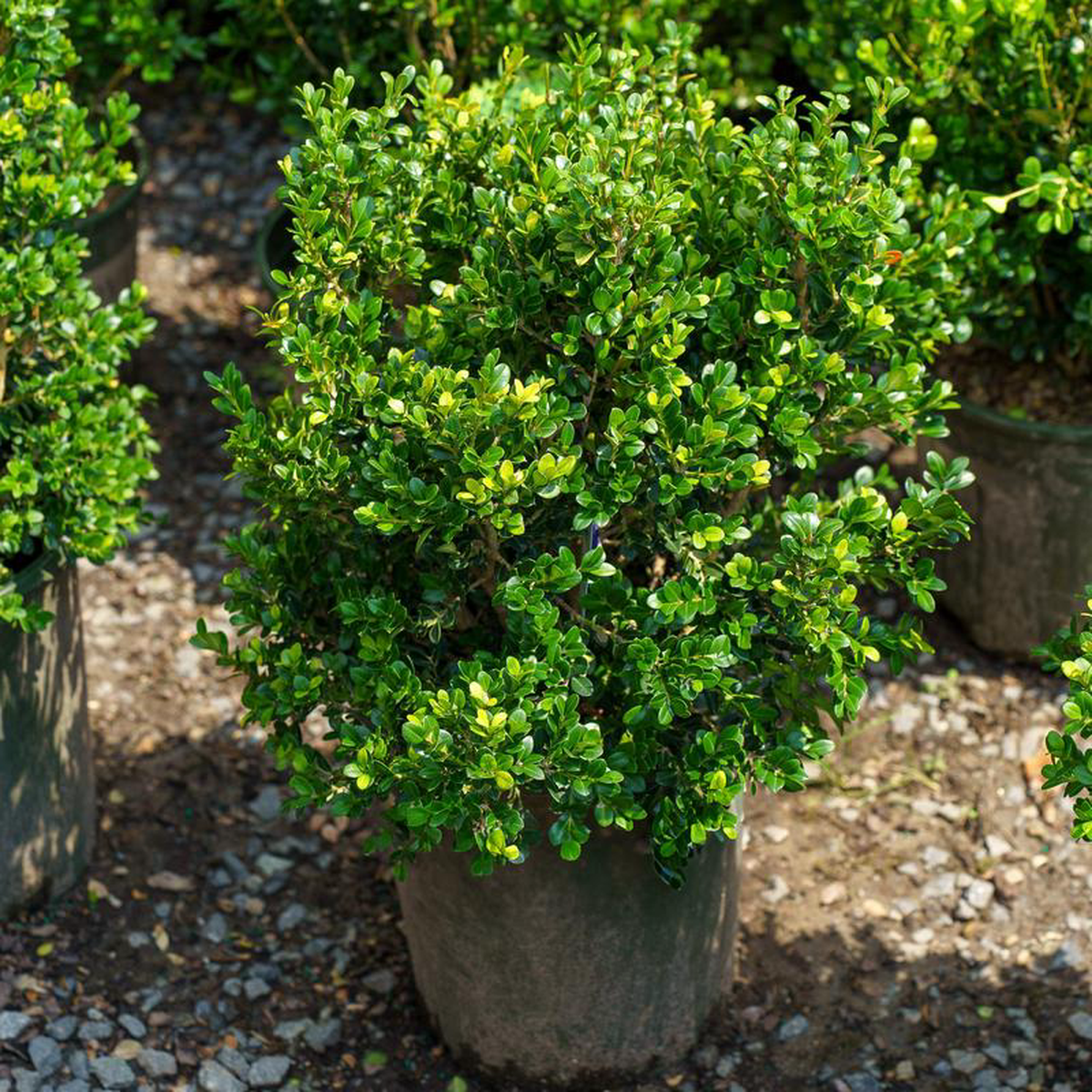 Green Beauty Boxwood 3 Gallon