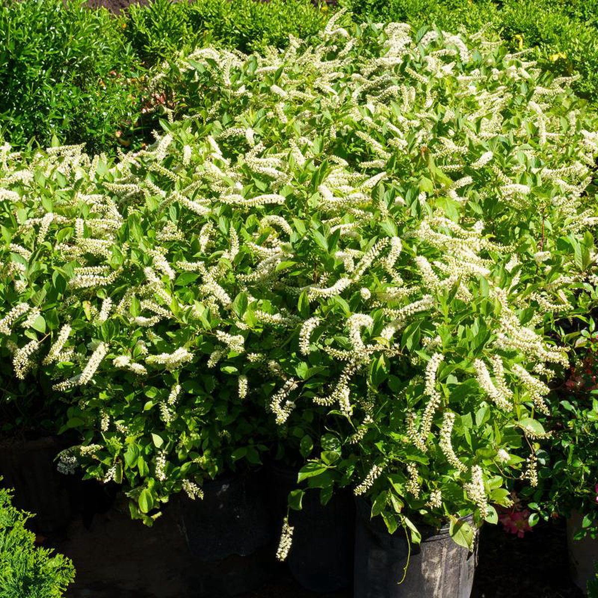 Henry8217s Garnet Sweetspire 10 Gallon