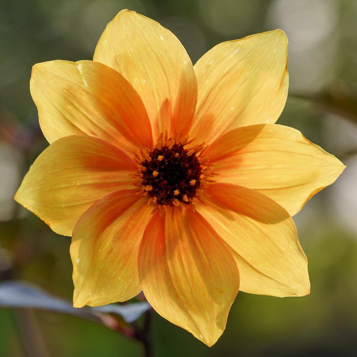 Mystic Spirit Dahlia 8 inch Pot