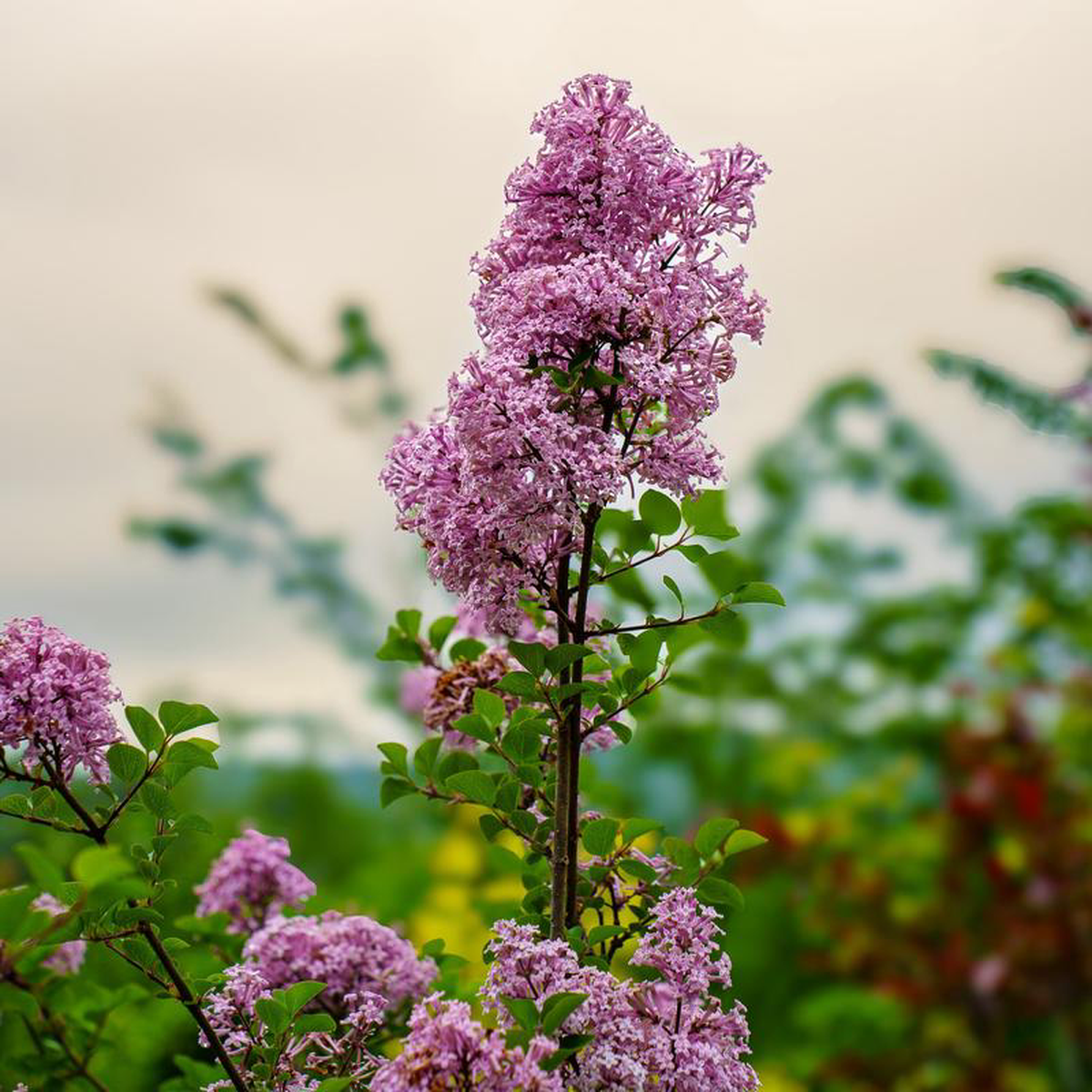 Palibin Meyer Lilac 2 foot B038B