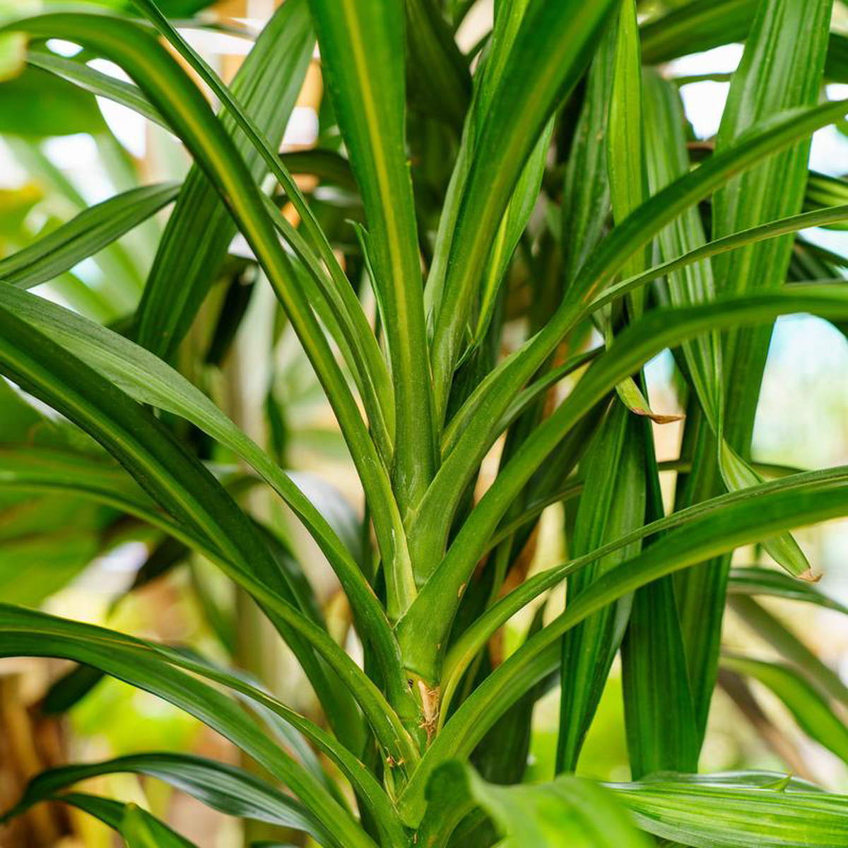 Rikki Cane Dracaena 10 inch Pot
