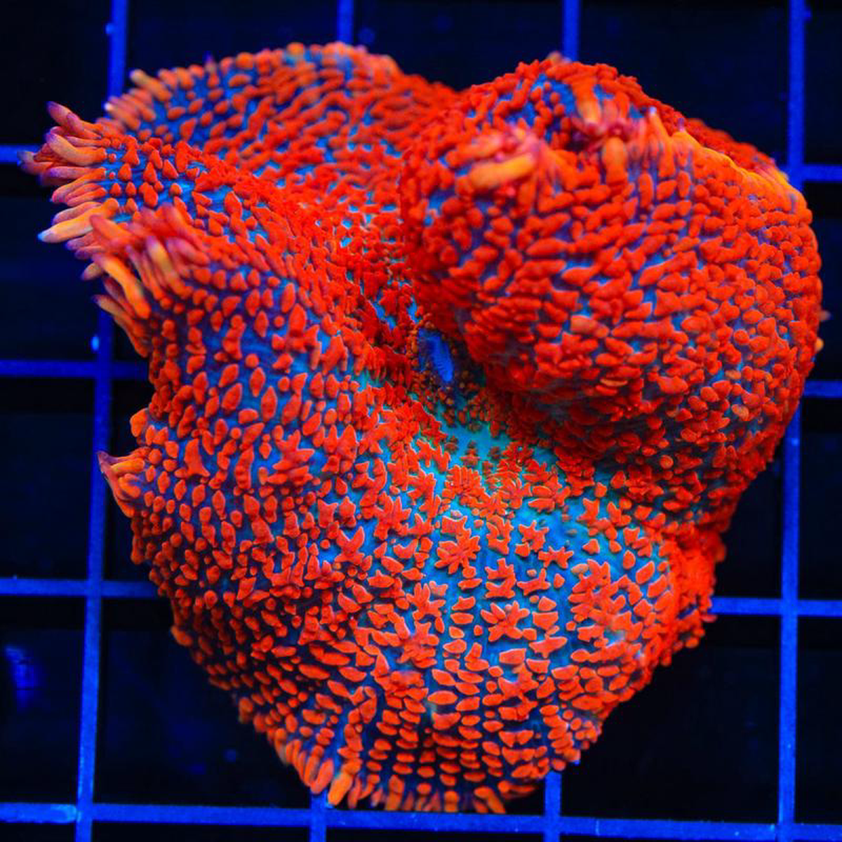 Fire Engine Rhodactis Mushroom Coral