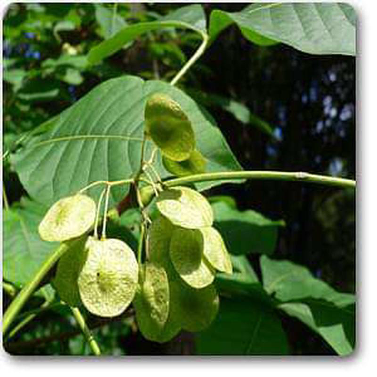 Ptelea trifoliata 8211 Plant