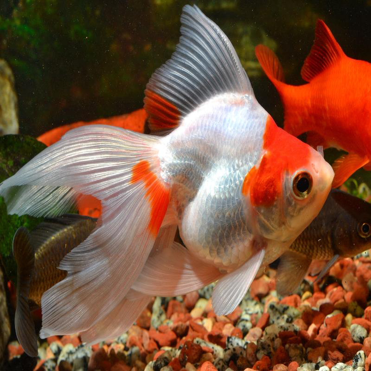 Ryukin Red And White