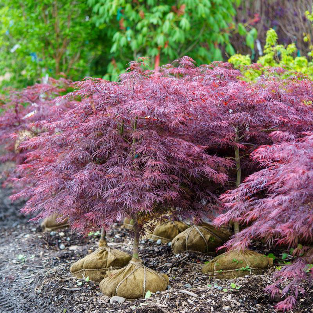 Tamukeyama Laceleaf Japanese Maple 45 Gallon