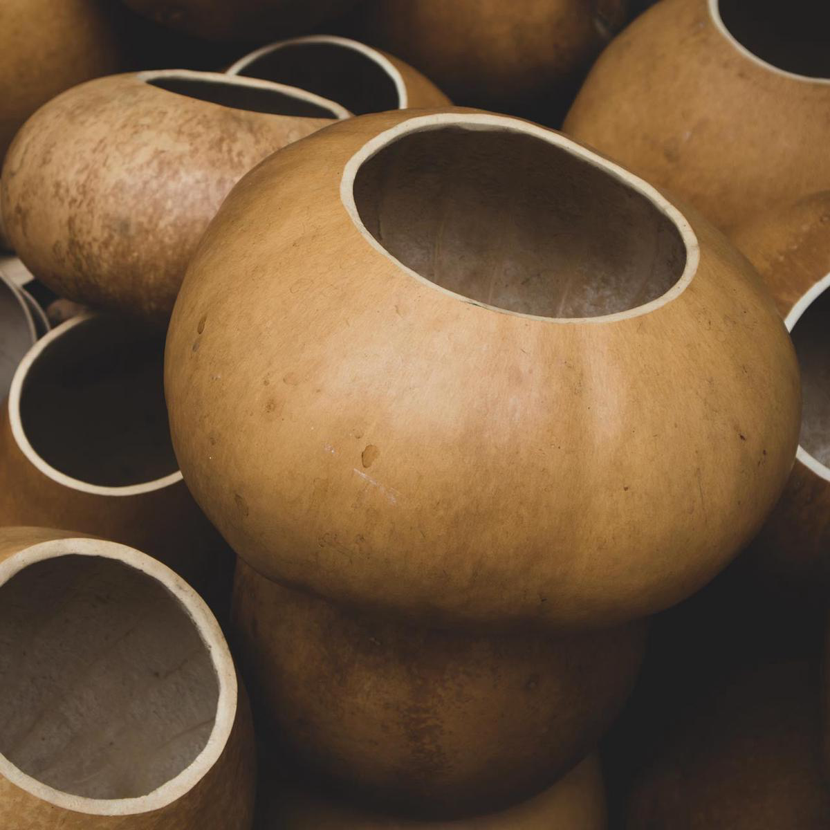 Bushel Gourd (Lagenaria siceraria)