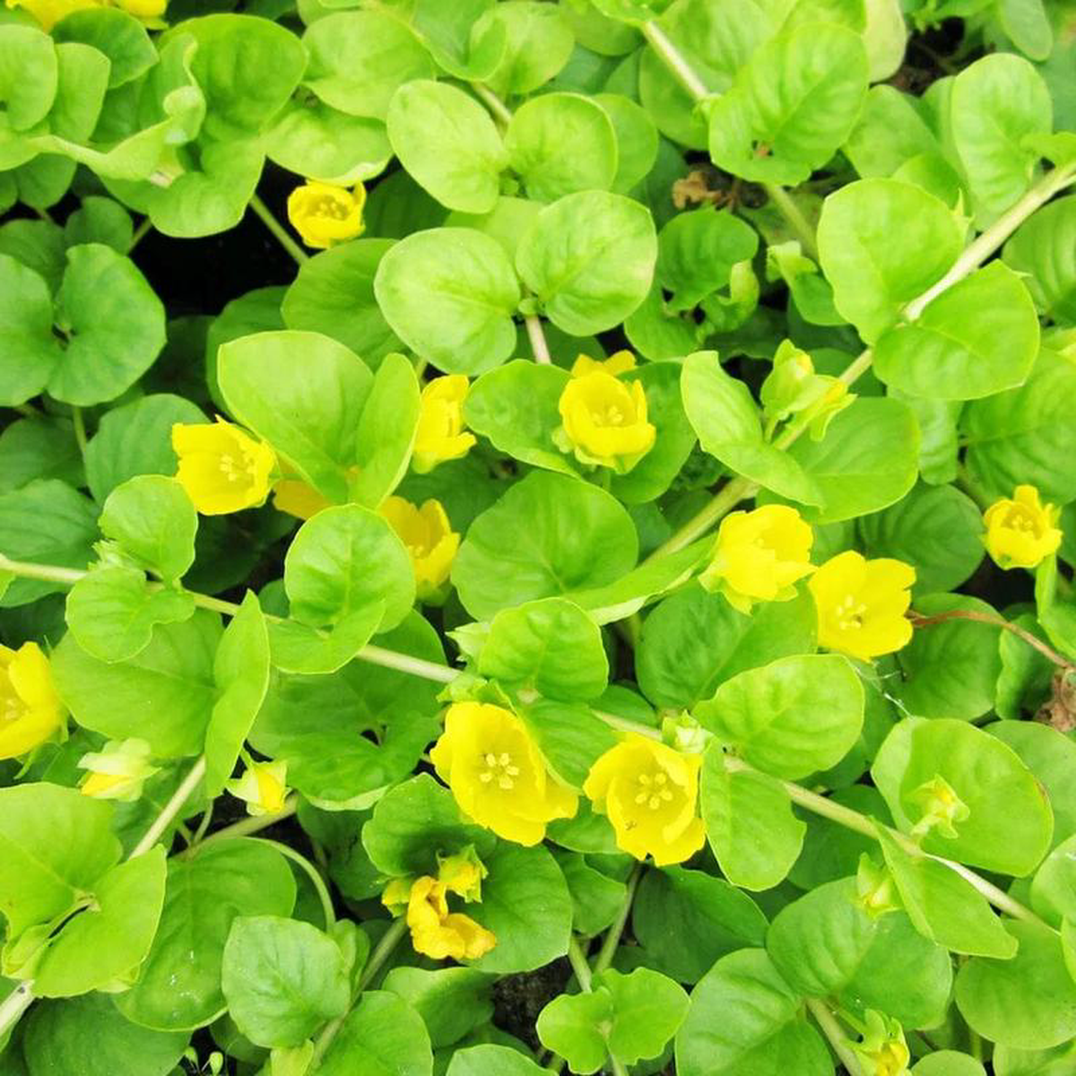 Lysimachia Nummularia Aquatic Pond Plant 8211 Creeping Jenny 5ltr Pot Size