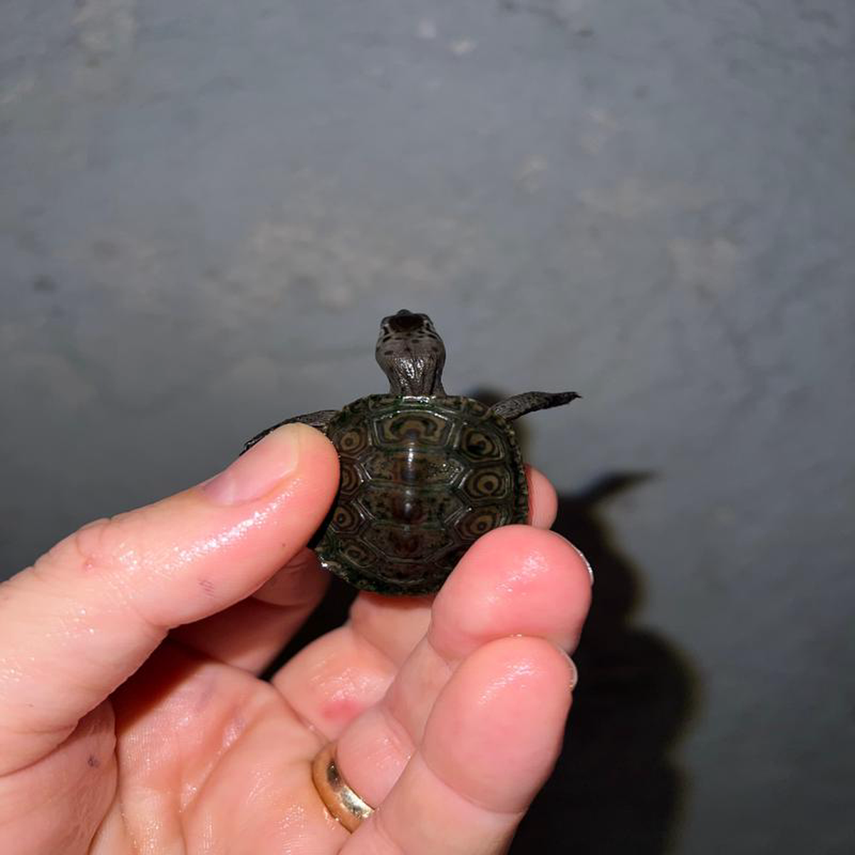 Concentric Diamondback Terrapin 2022 (Malaclemys terrapin) 1 Temp Sexed Male