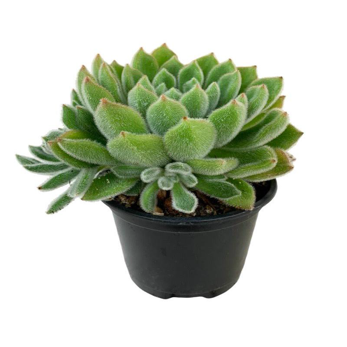 Echeveria setosa Rose 038 Purpus Quart