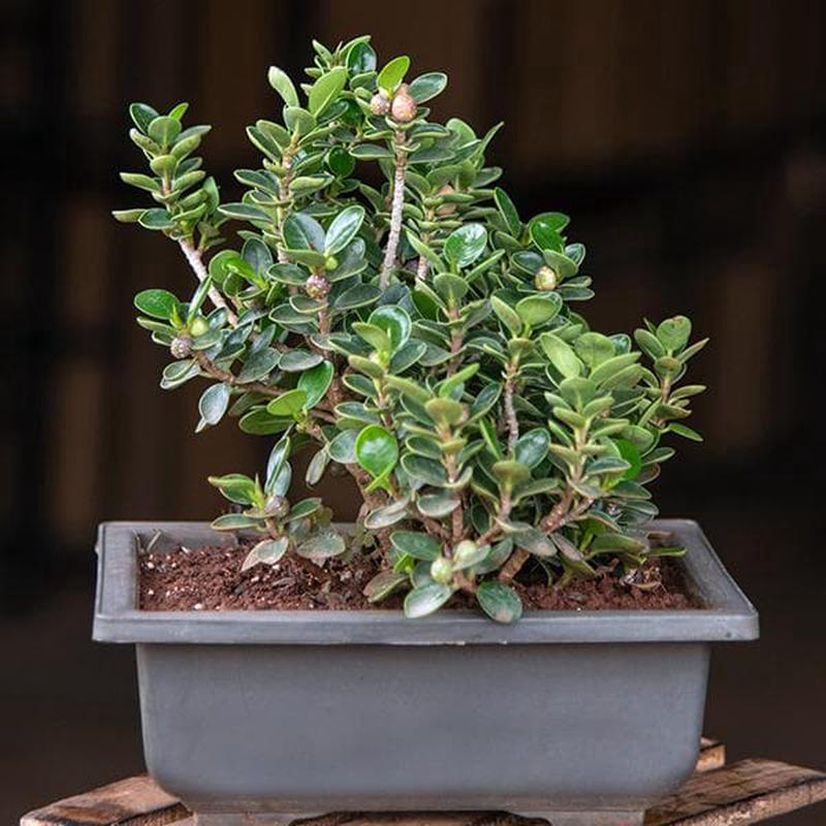 Ficus iceland Bonsai 8211 Plant
