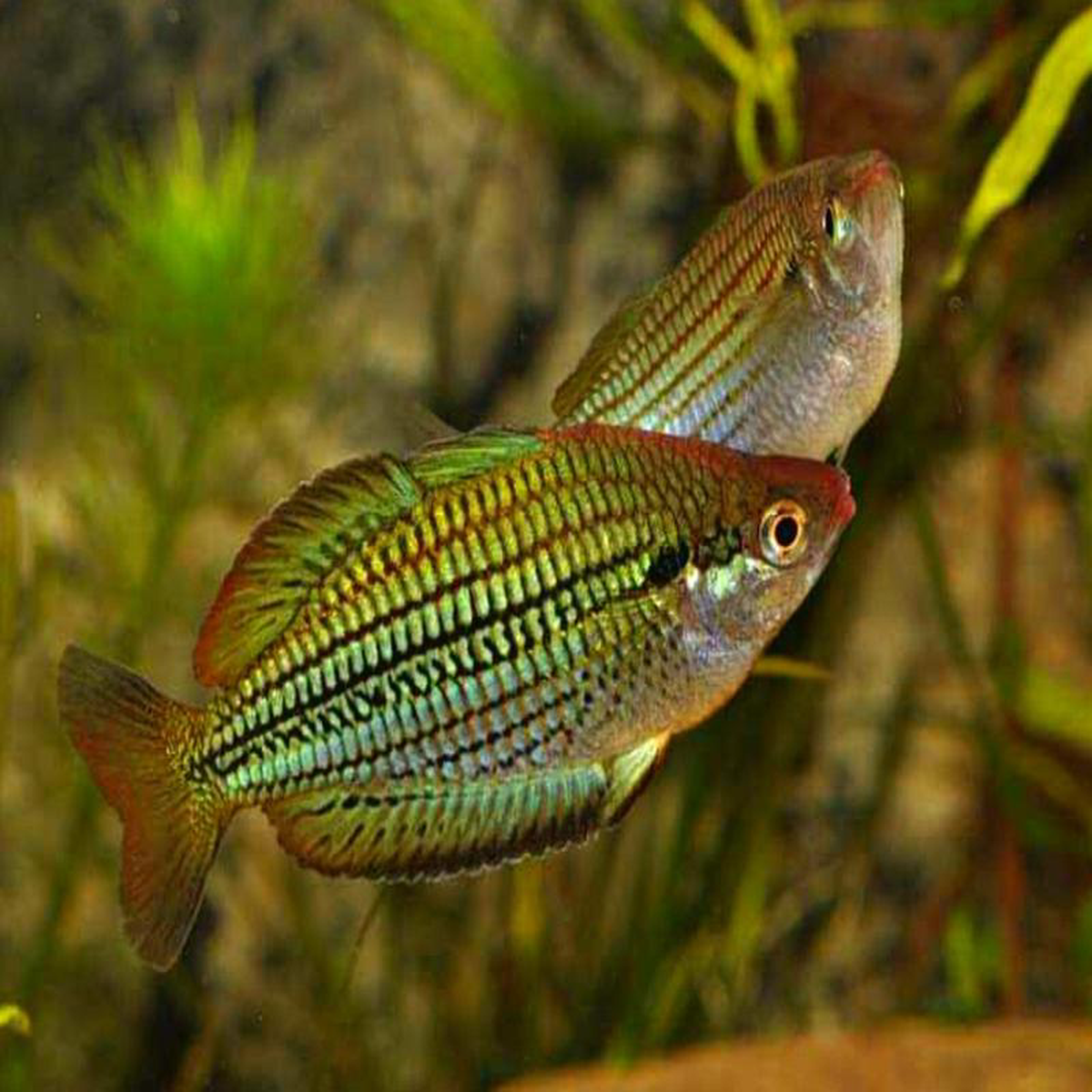 Fly River Rainbowfish 8211 M sexlineata