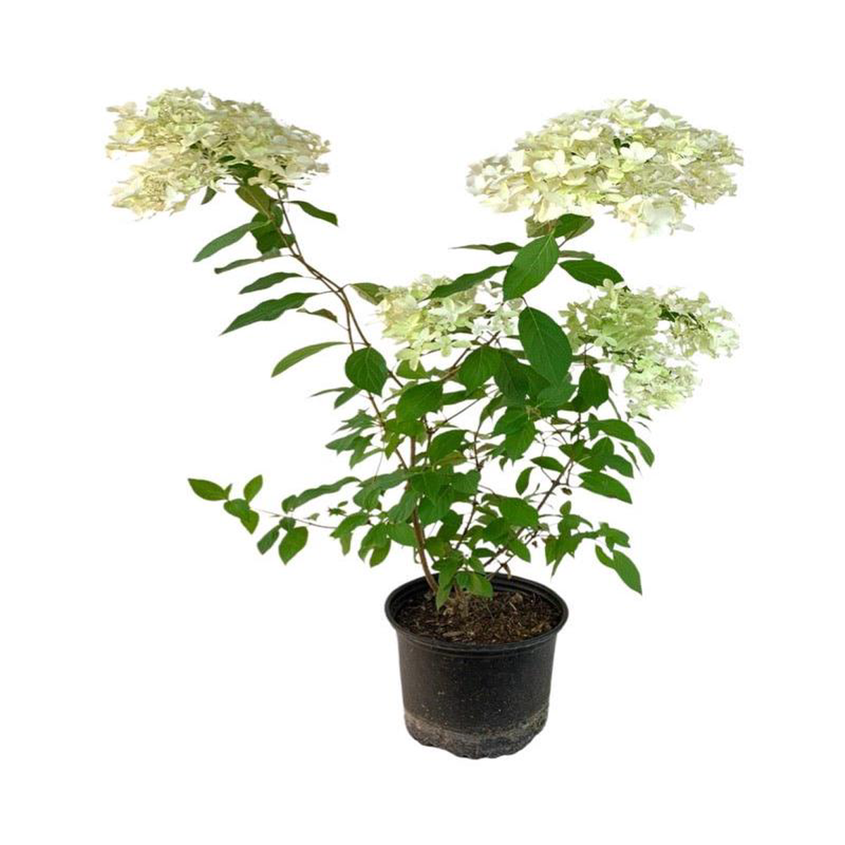 Hydrangea paniculata 8216Skyfall8217 2 Gallon